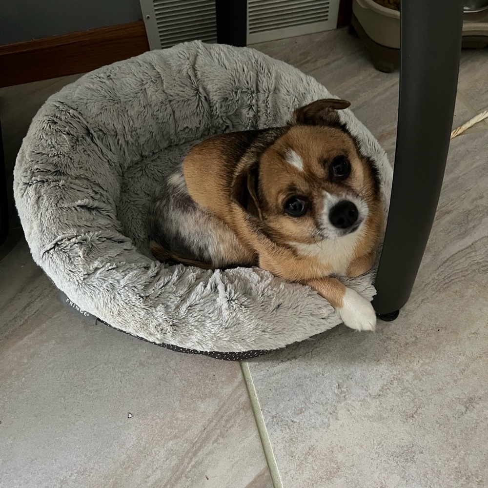 Sweet Ziggy my Chi🥰
